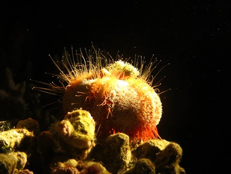PADI Night Diver